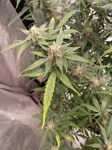 khalfa kish — auto, day 1