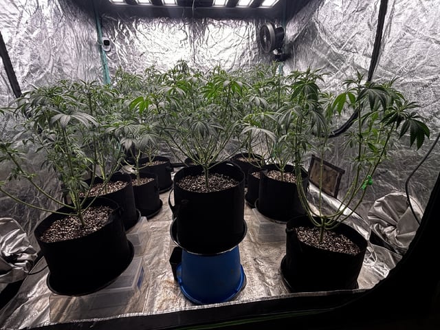 PKB remix/PotG — flower, day 75