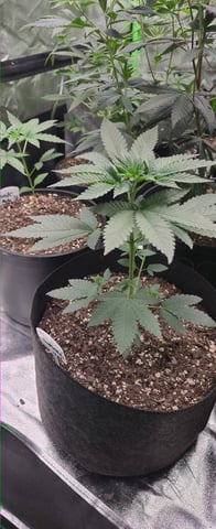 DeathStar, Grease Monkey, Goat Latto, Northern Lights — vegetative, day 57