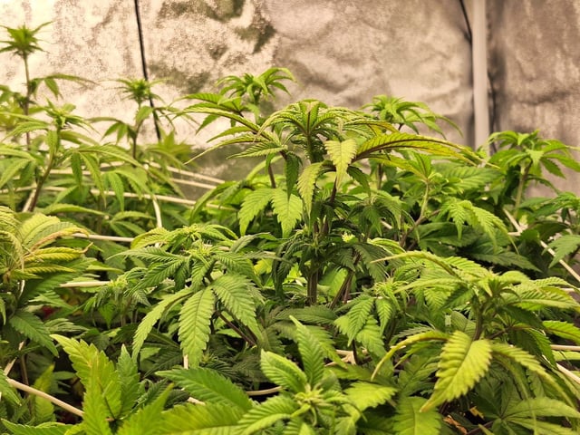 ❄️💚❄️WinterGrow❄️💚❄️ — flower, day 79