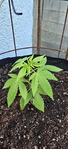 CzechsMex 2.0 — vegetative, day 43