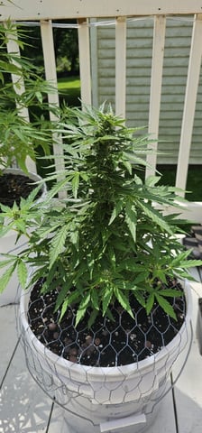 blueberry dream