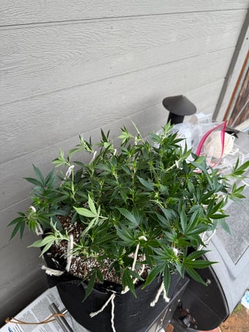 Green Gelato — vegetative, day 40