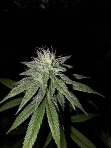 Apple fritta — flower, day 74