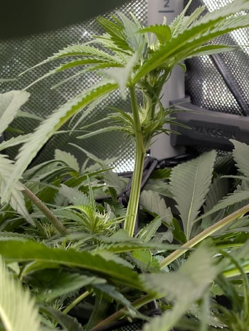 Cinderella 99 — flower, day 69