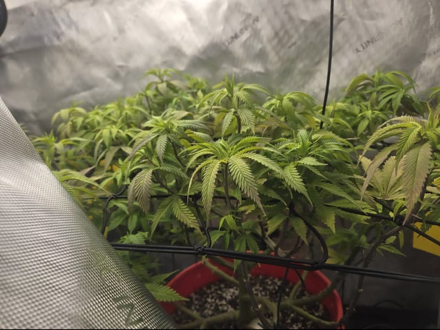 First Grow — vegetative, day 41