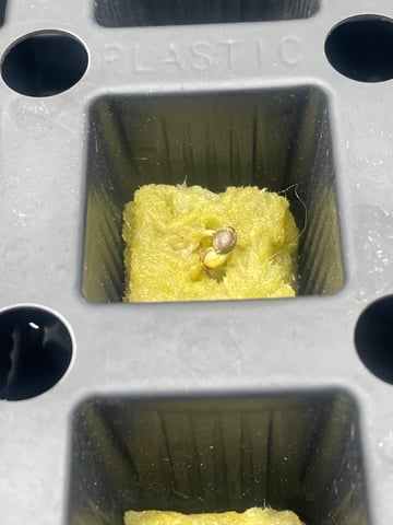 1st Ever Grow (Fat Bastard)(RDWC)  — germination, day 2