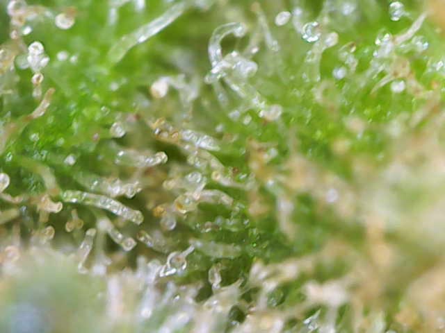 Grow 2