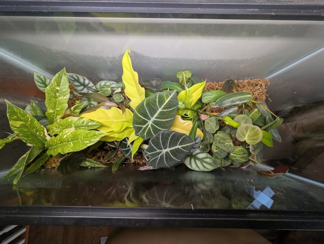 See what grows — vegetative, day 175