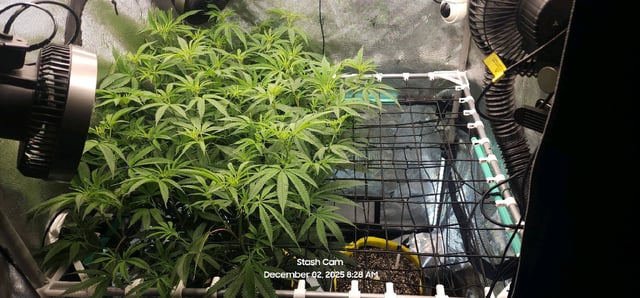 Guava Mints — flower, day 66