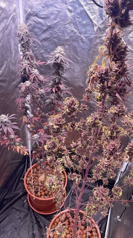 Tangie — flower, day 126