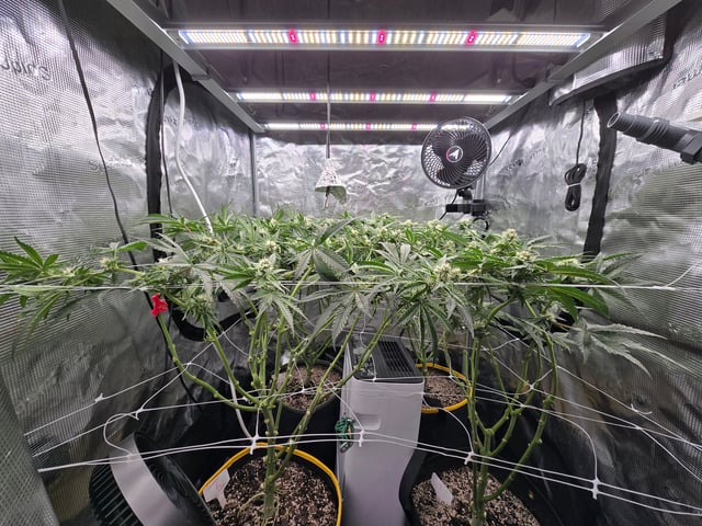 Grow #2 — flower, day 31