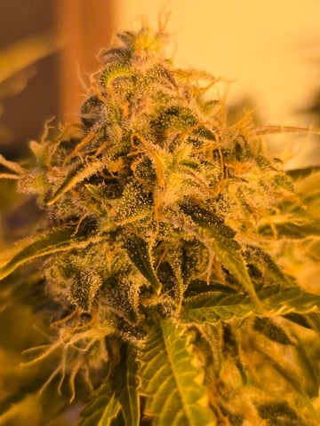 2nd Autoflower Indoor Grow — flower, day 88