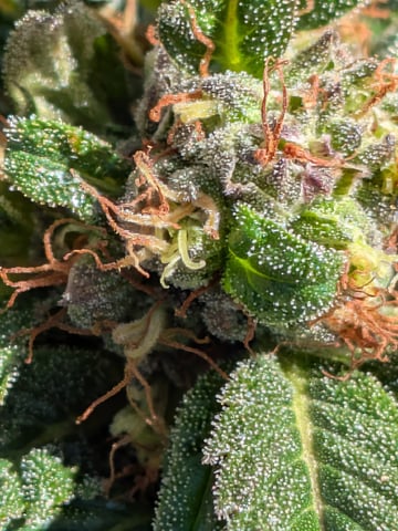 October Start — flower, day 126