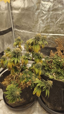 First Feminized Grow  — harvest, day 151