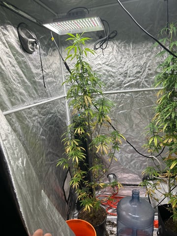 two clones and sour diesel  — flower, day 40