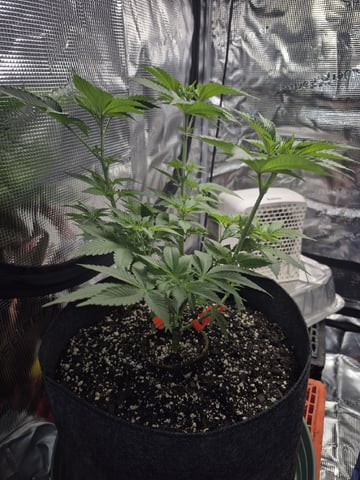 Grow 1 2026 Dream Widow — vegetative, day 51