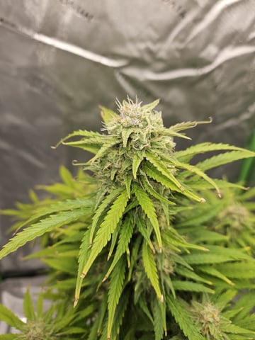 Gorilla Z auto — flower, day 90