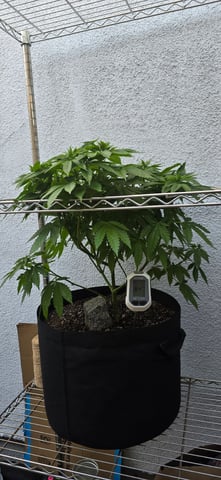 Mystery Weed Plant — vegetative, day 86