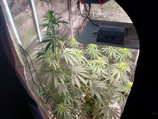 2nd Grow 2026  — flower, day 48