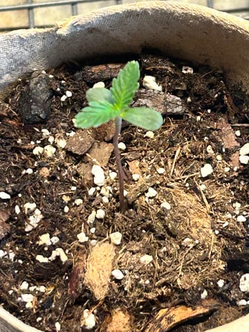First ever grow — seedling_rooting, day 11
