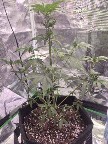 I'll get it right — flower, day 96