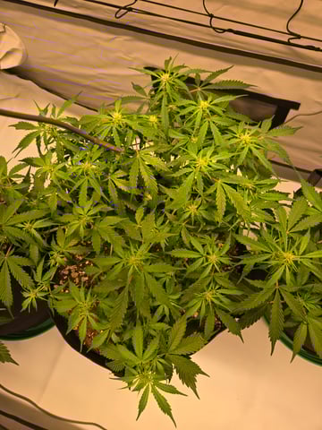 Purple Skunk 3 x 5  — flower, day 43