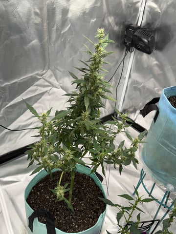 First Run — flower, day 90