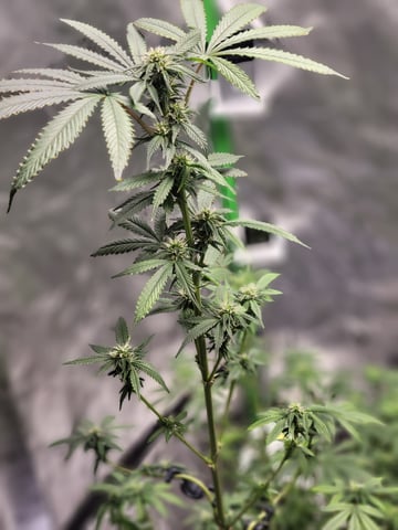 oreo blizzard — flower, day 79