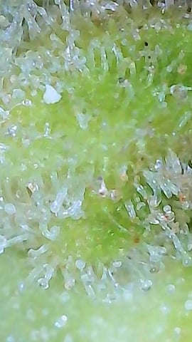 First ever grow — flower, day 89