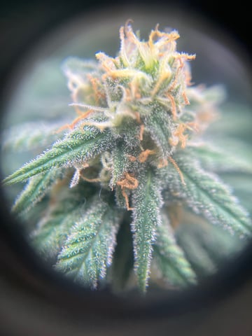 Blue Dream Photos — flower, day 85