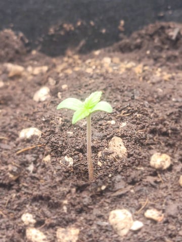 First time — seedling_rooting, day 3