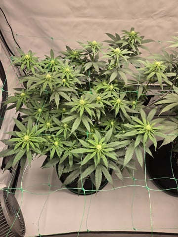Zoap & Mimosa x OrangePunch — flower, day 85