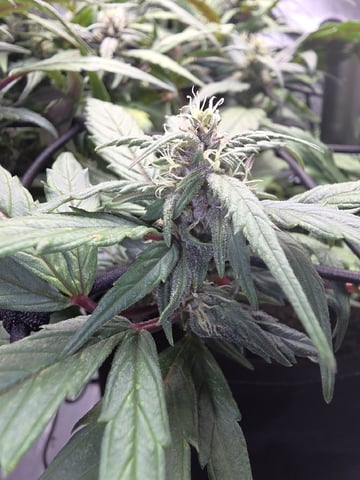 Vanna's Vanilla — auto, day 60