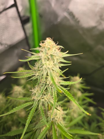 My First Grow — none, day 1