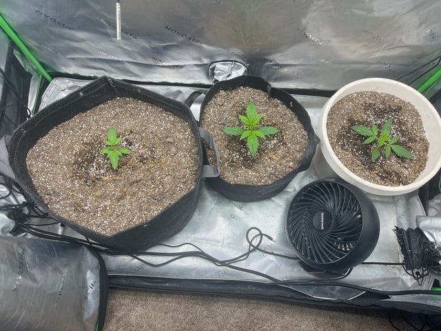 Chick n Wafflez, Big Bud Auto, Strawberry cheesecake auto — vegetative, day 15