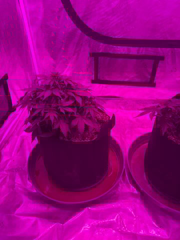 First Auto — vegetative, day 38