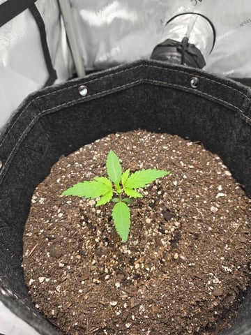 first time grow — vegetative, day 1