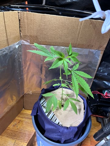 My Devine Conscious  — vegetative, day 61