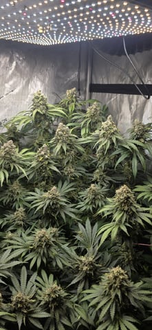 Maple Nectar  — flower, day 94