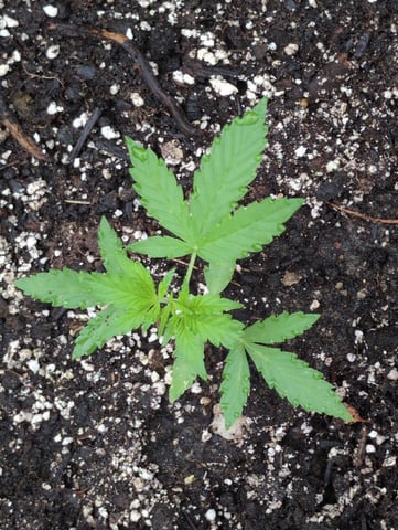 Gorilla Cookies Auto — seedling_rooting, day 16