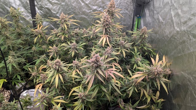 Strawberry Cheesecake Seedsman Seeds Autoflowers x2 — flower, day 105