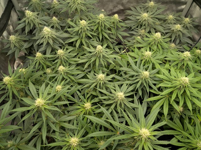 Apollo And Orange Creampop — grow_setup, day 2