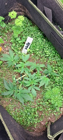 First Grow with the new setup  — vegetative, day 27