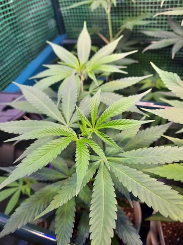 missing pieces — flower, day 67