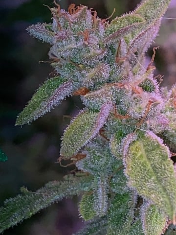 pineapple Express  — flower, day 39