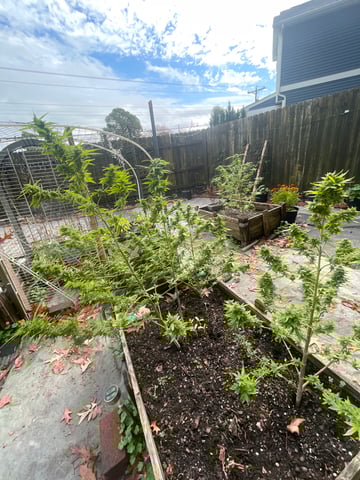 any help suggestions welcome — flower, day 25