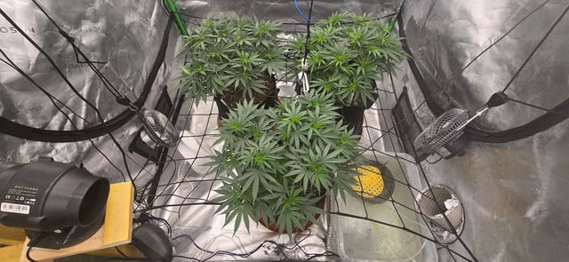 Smooth Nuggies (the future #1 & Pruple widow ) — flower, day 1