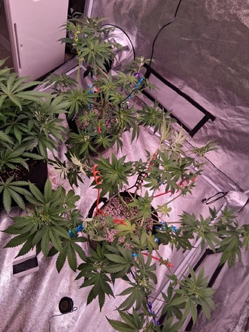 TEAM FULL AUTOS — flower, day 113