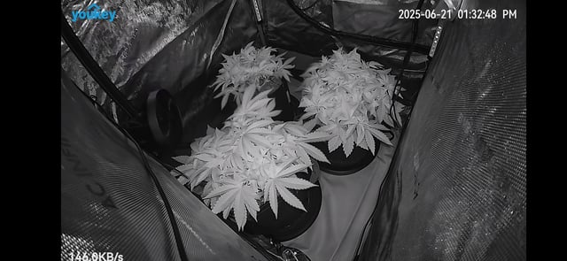 Purple Haze  — vegetative, day 27